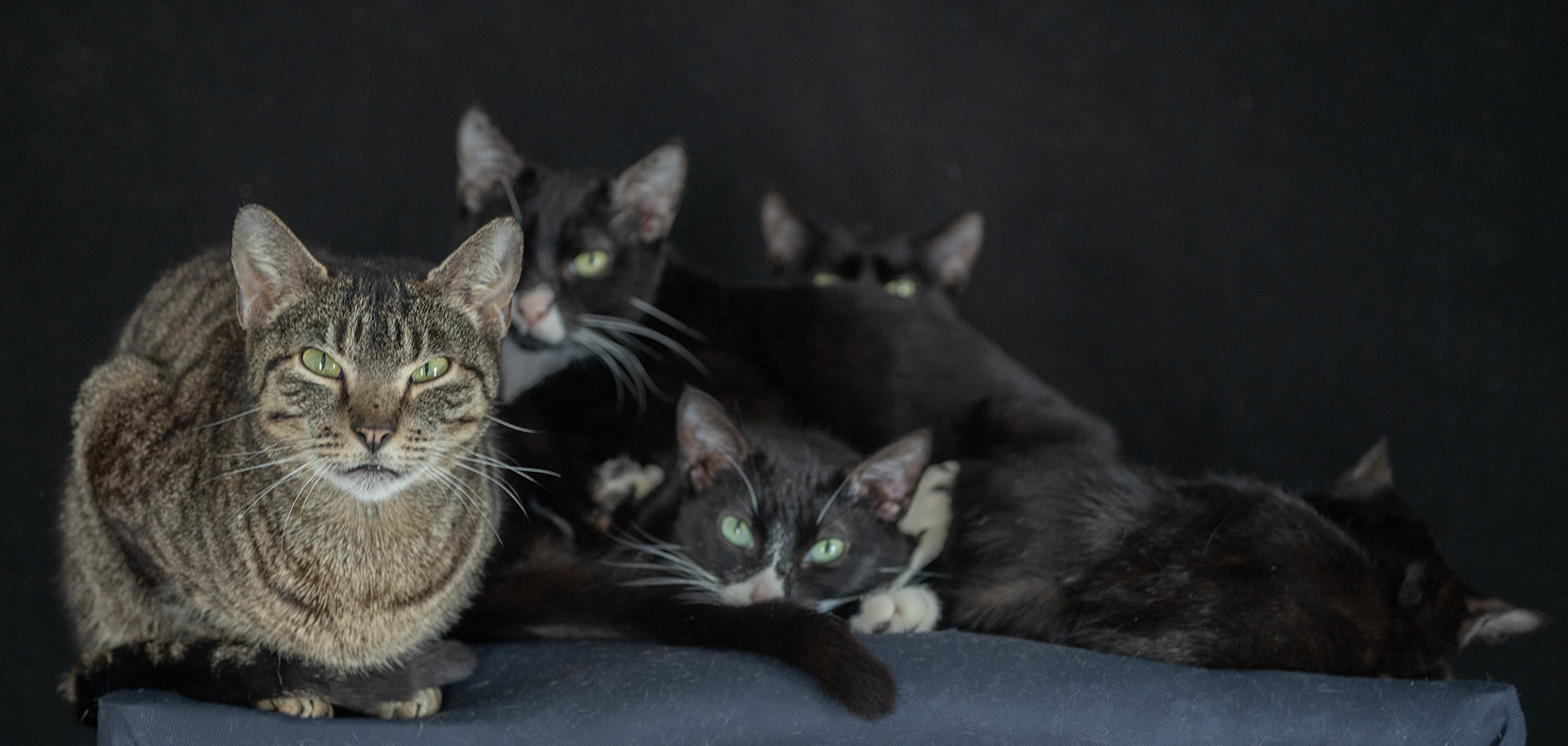 ace hearts photography cat nyc